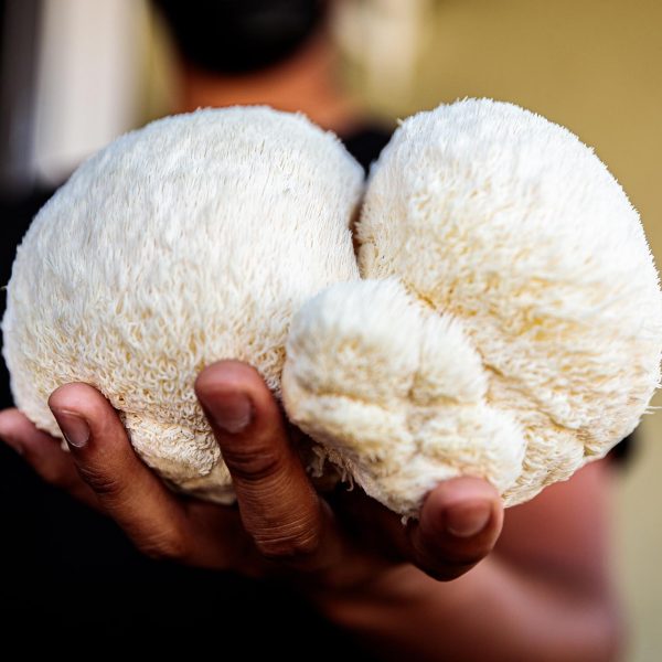 The Role of Nootropics in Fitness: Lion’s Mane & Rhodiola