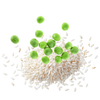 Pea & Rice Protein